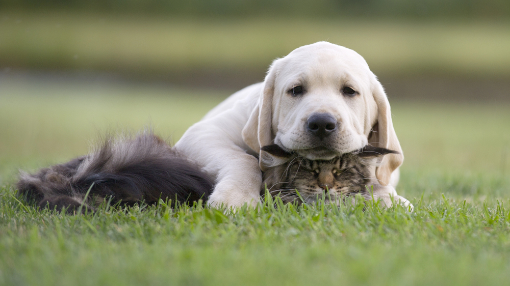 Depositphotos