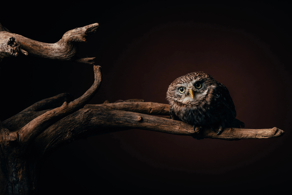 Depositphotos