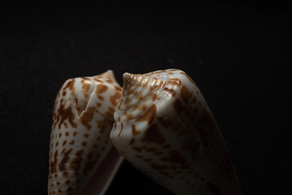 Depositphotos