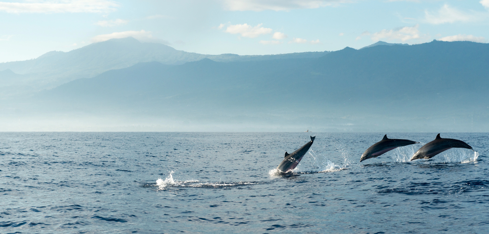 Depositphotos
