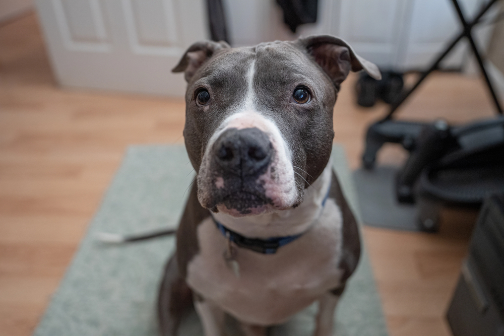 7 ting du ikke vidste om Pitbull Terrieren