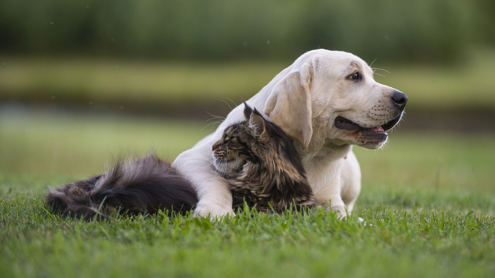 7 ting du ikke vidste om, hvordan man introducerer hund og kat