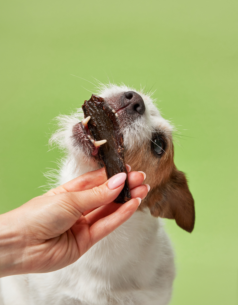 10 Ways to Communicate Better with Your Pet