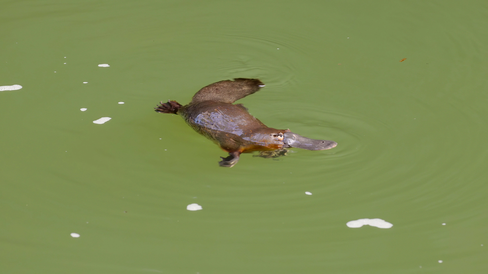 Depositphotos