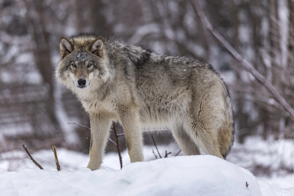 Depositphotos