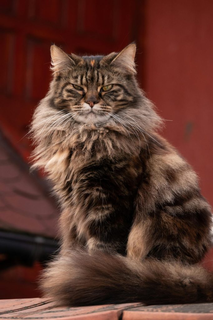 7 ting, du (sikkert) ikke vidste om Maine Coon