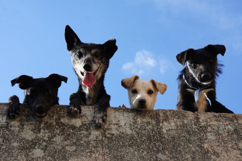 7 ting du ikke vidste om hundes hukommelse