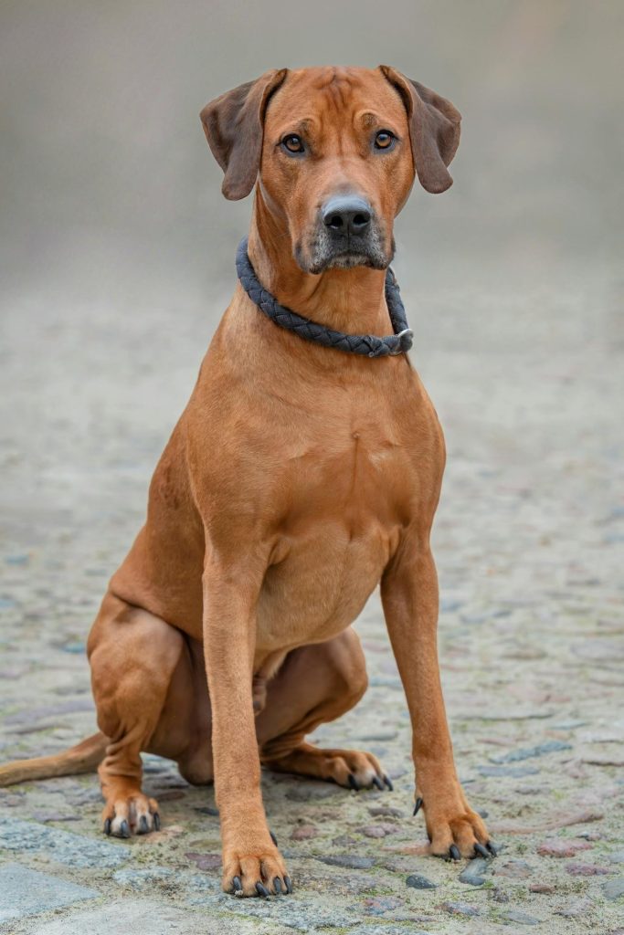7 ting du ikke vidste om Ridgeback