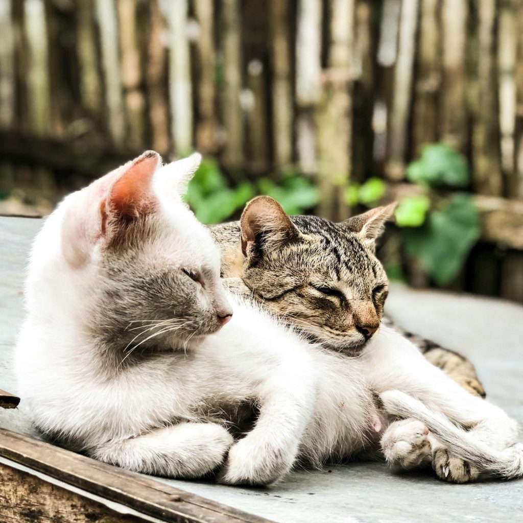 7 ting du ikke vidste om katte i det gamle Egypten