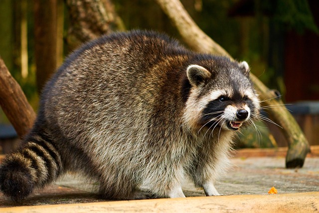 9 invasive arter og deres konsekvenser