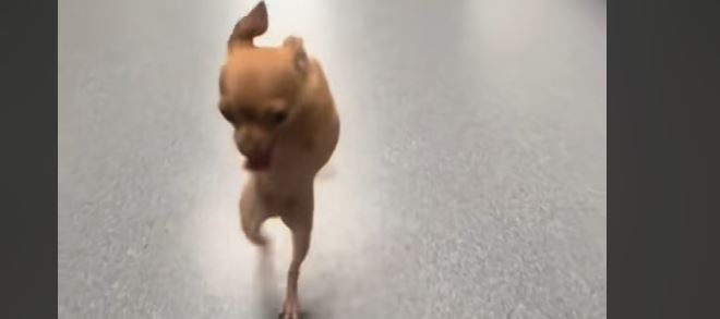 Video: Chihuahua med 2 poter – Danser som om hun har fire