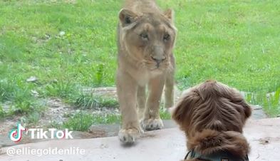 Video: Golden Retrievers on a Zoo Adventure in Ljubljana