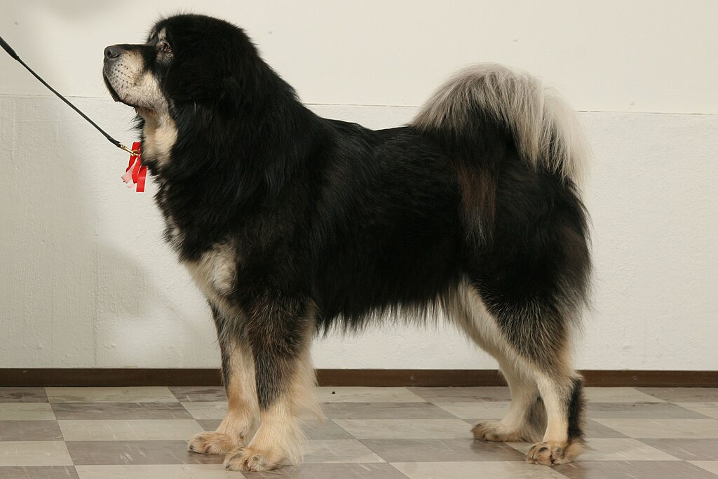 Knuut Nissinen, Public domain, via Wikimedia Commons