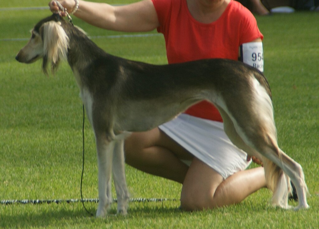 7 ting du ikke vidste om: Saluki