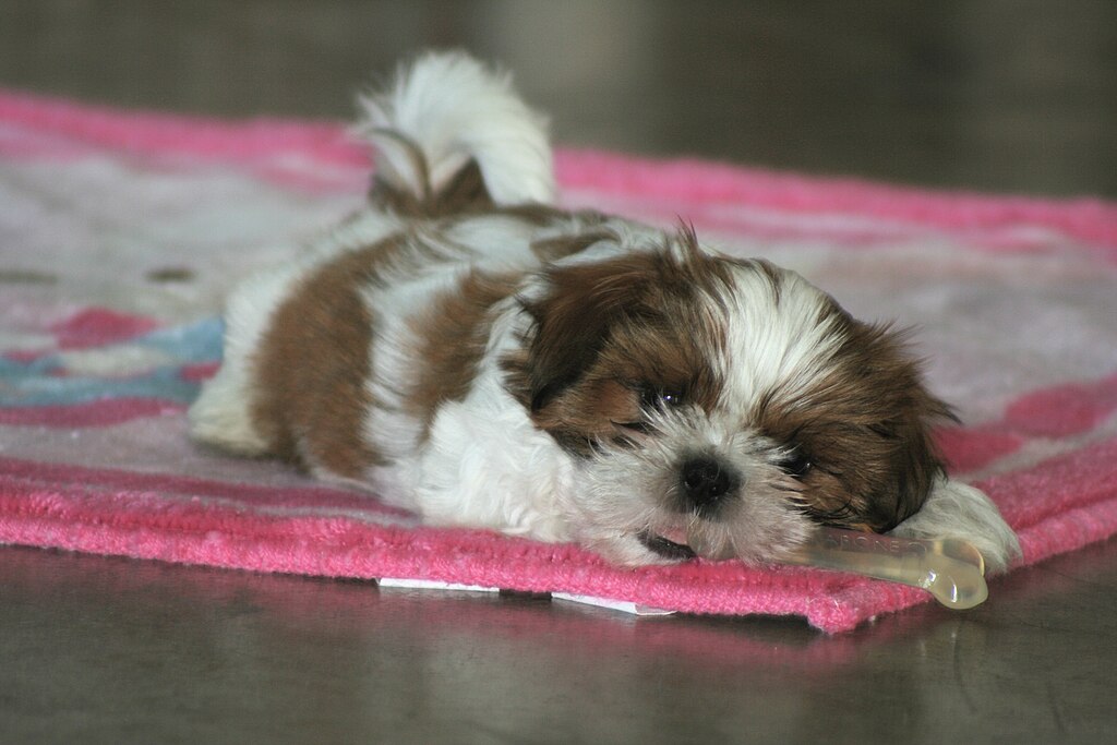 7 ting du ikke vidste om Shih Tzu
