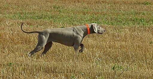 Ephyr, CC BY-SA 3.0 https://creativecommons.org/licenses/by-sa/3.0, via Wikimedia Commons