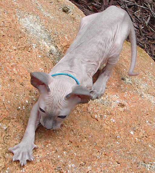 Atlantiscats, CC BY-SA 3.0 https://creativecommons.org/licenses/by-sa/3.0, via Wikimedia Commons