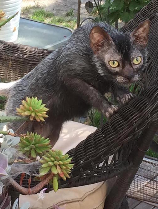 7 overraskende fakta om Lykoi – katten der ligner en varulv!