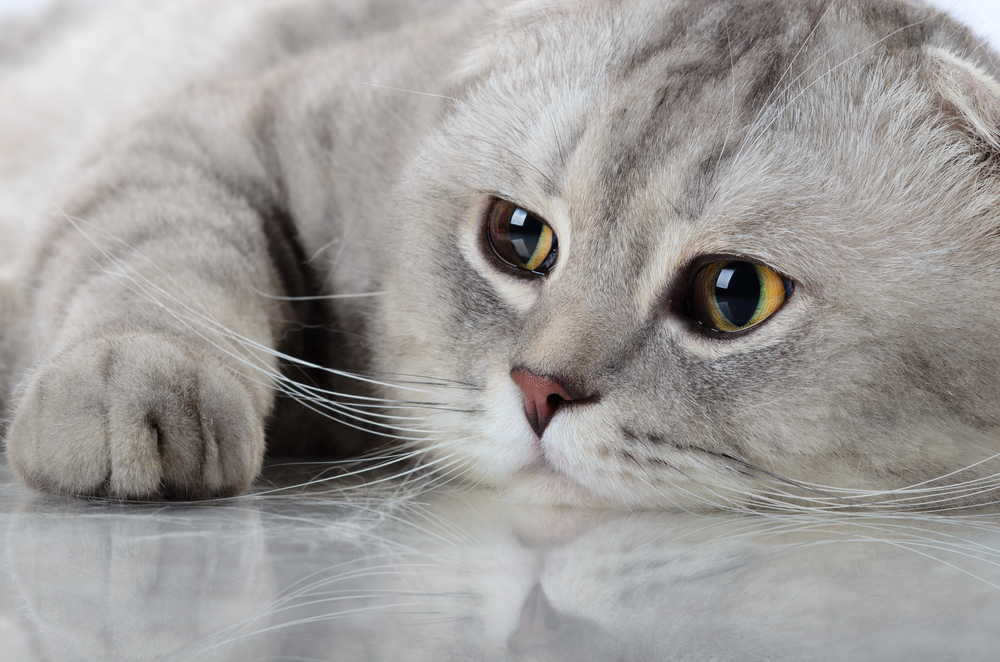 Depositphotos