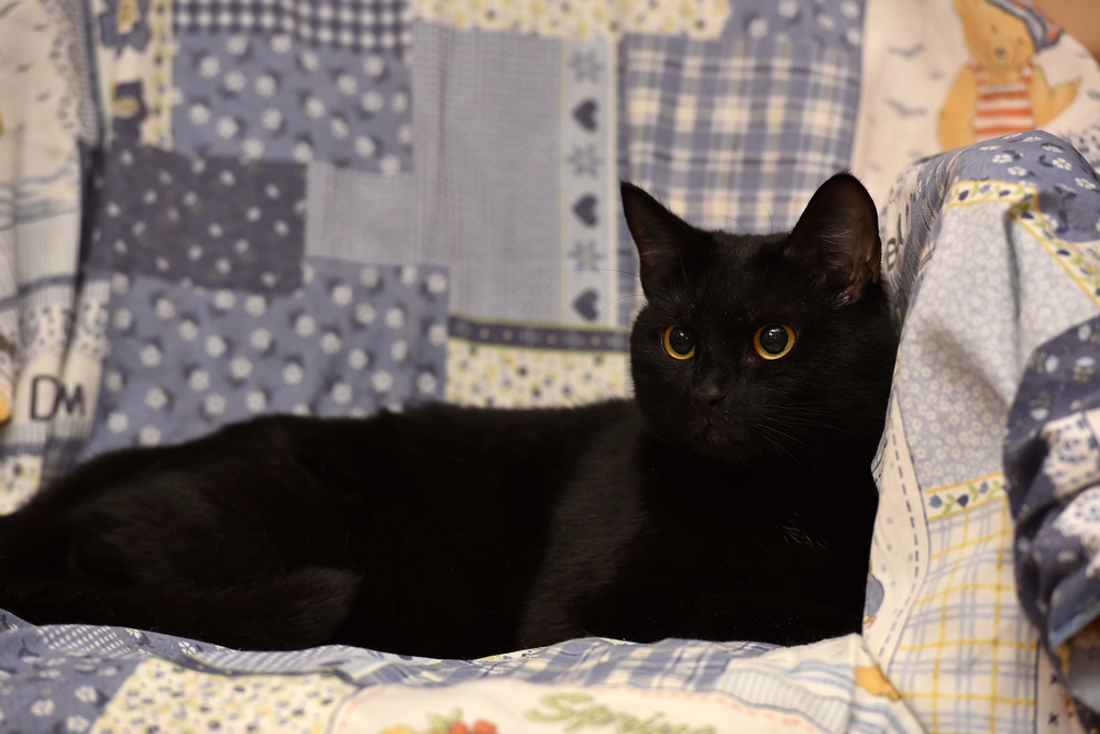 7 ting du ikke vidste om Bombay-katten
