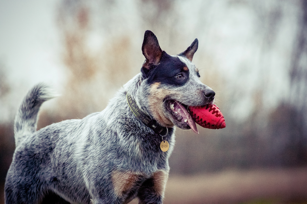 Depositphotos