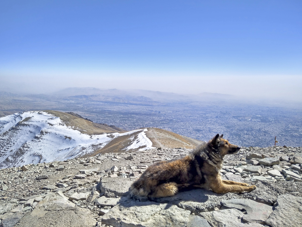 Iran udvider hundeforbud: Nu rammer det 20 nye byer