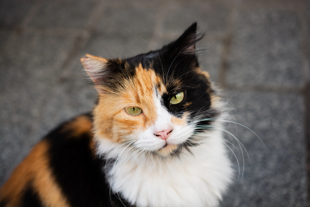 Depositphotos