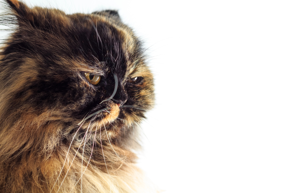 Depositphotos