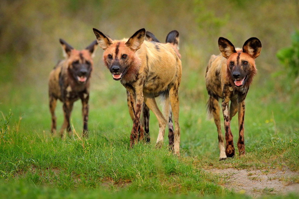 Top 15: De vildeste hunde i naturen – fra dingo til ulv