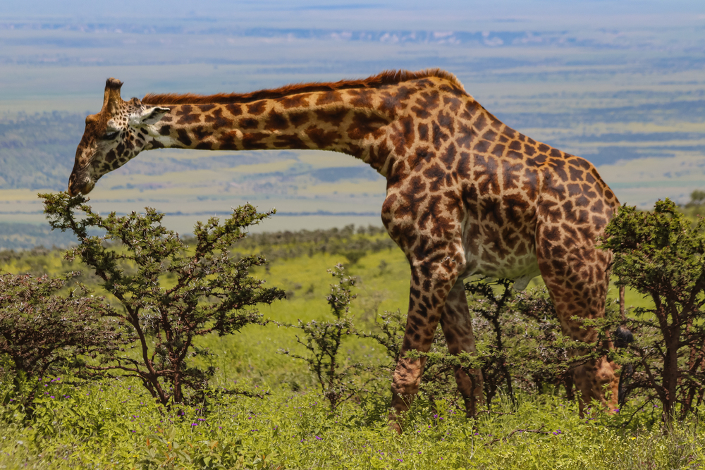7 ting du ikke vidste om giraffen