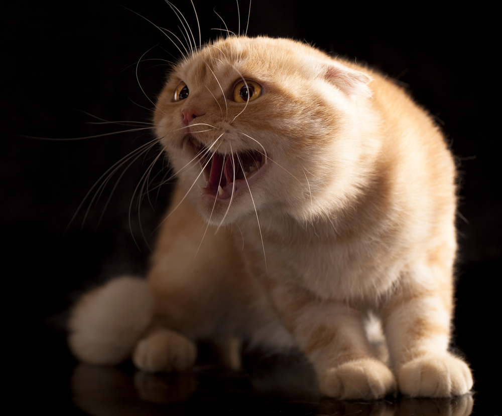 Depositphotos