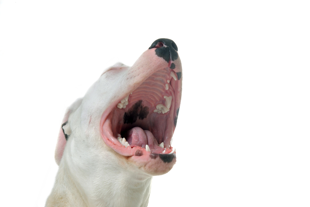7 ting din hund prøver at fortælle dig når den gør