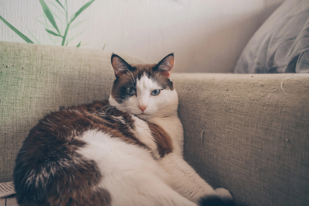 Depositphotos