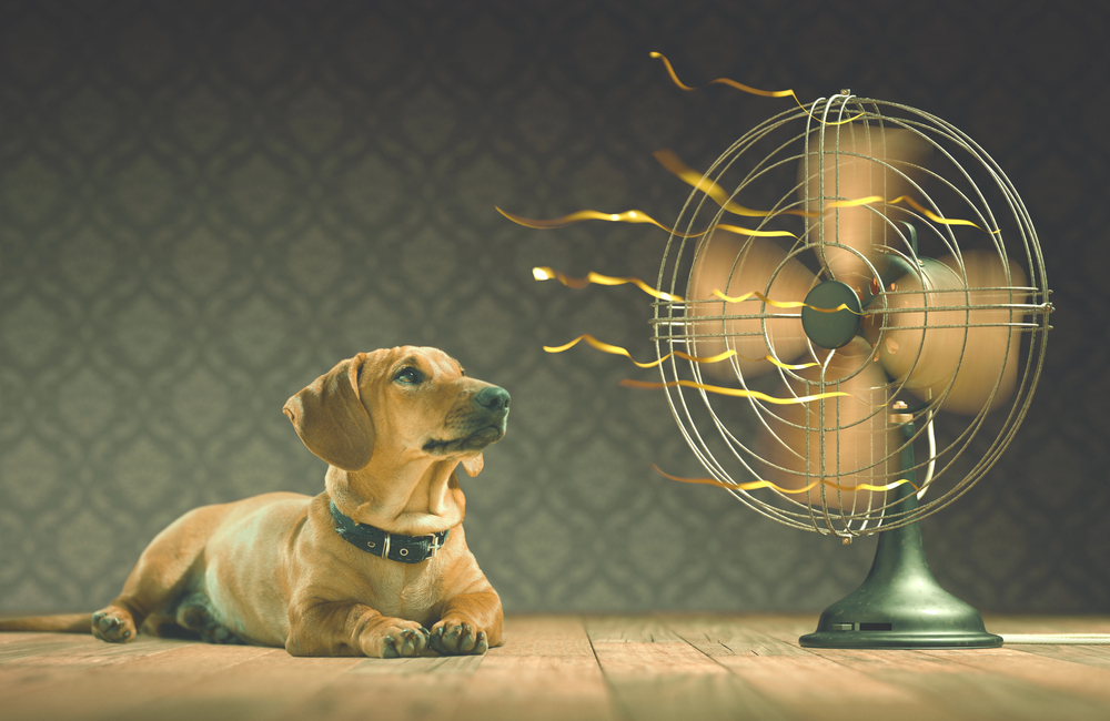 Hundesommerens farlige bagside