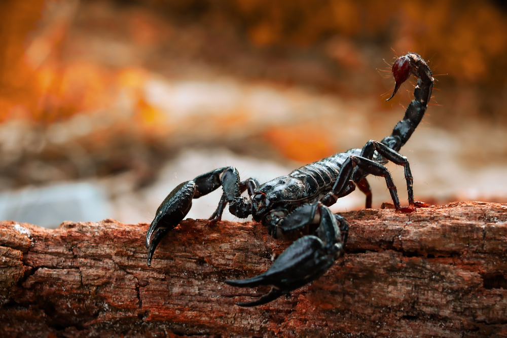 Depositphotos