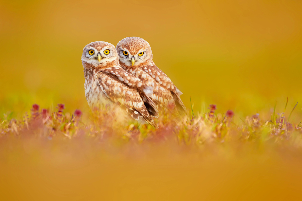 Depositphotos
