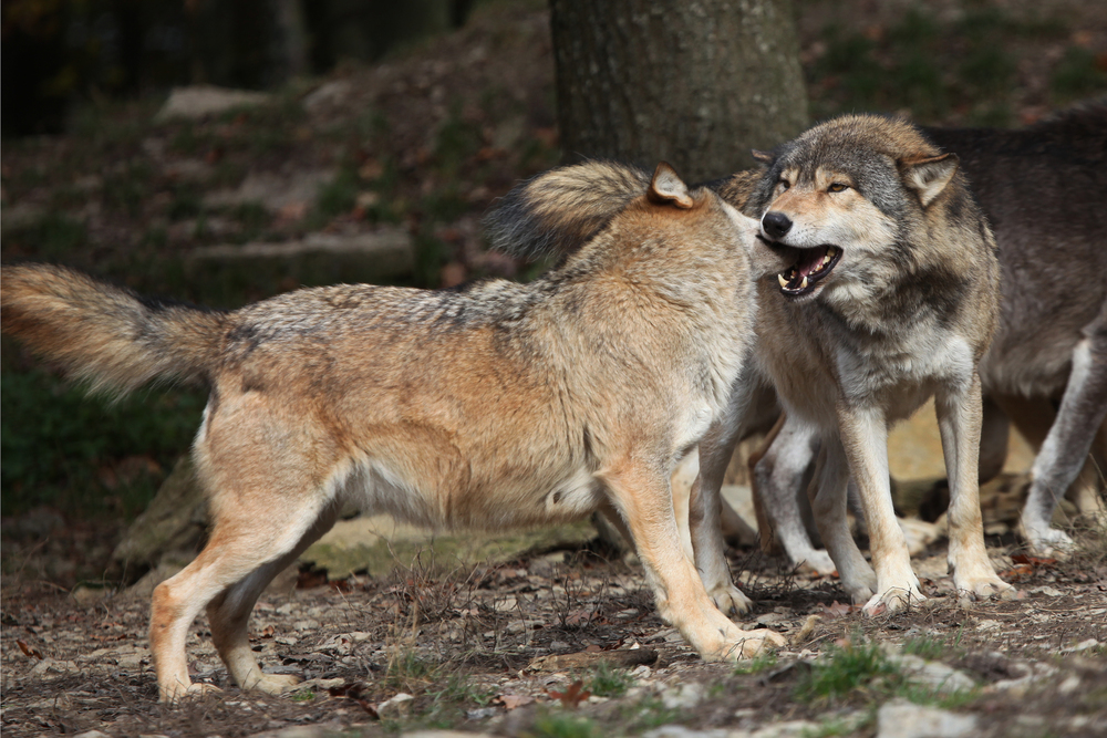 Depositphotos