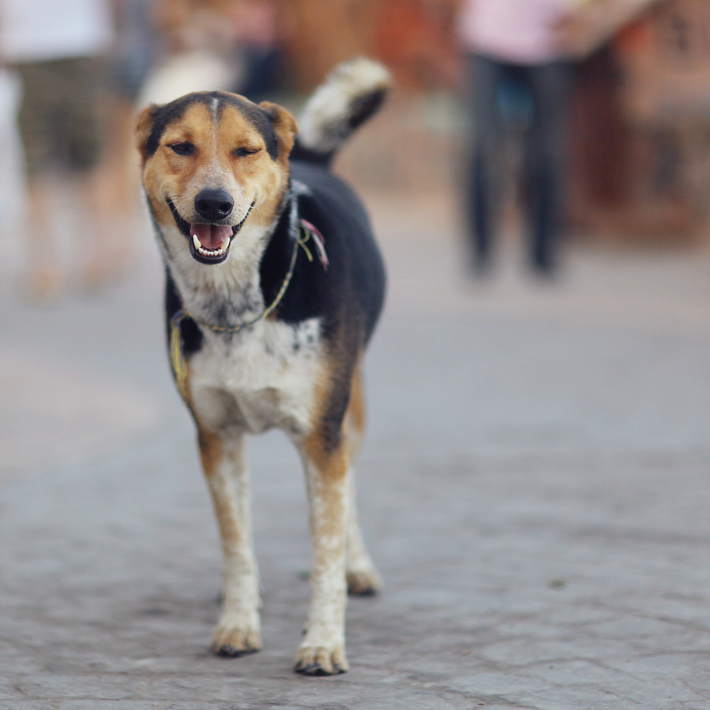 Depositphotos
