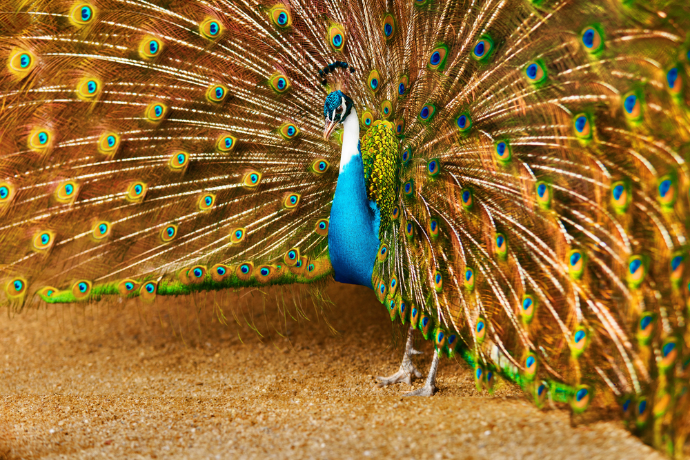Depositphotos