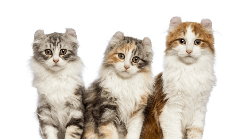 7 ting du ikke vidste om American Curl