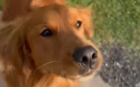 Video: Når bedstemor overtager: Golden Retriever får is og internetberømmelse