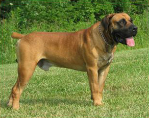 The original uploader was Glen boerboels at English Wikipedia., CC BY-SA 4.0 via Wikimedia Commons