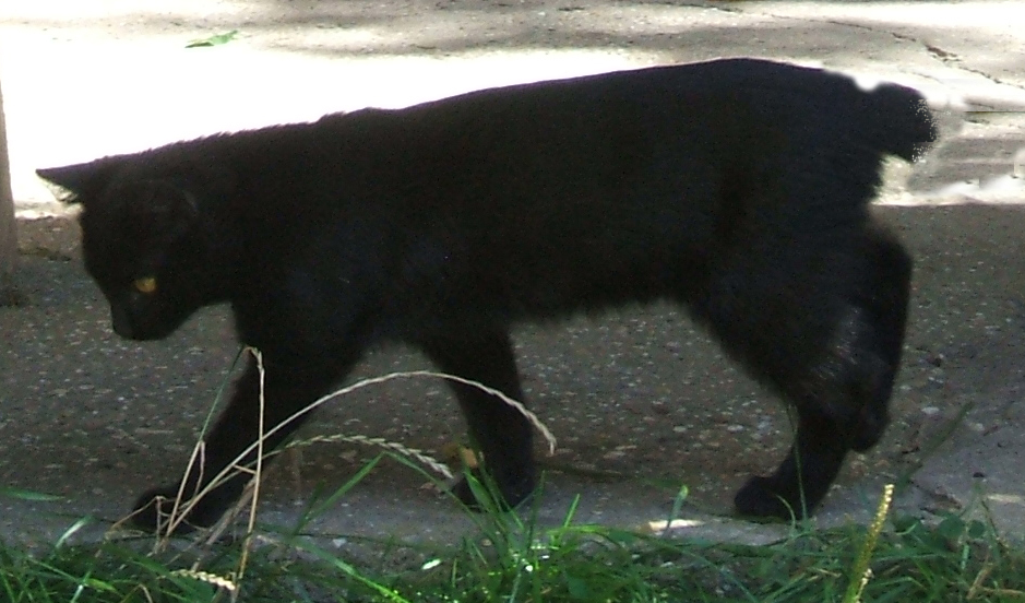 Murka Šántová, Public domain, via Wikimedia Commons