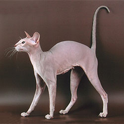 Peterbald, Public domain, via Wikimedia Commons