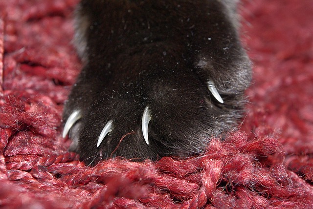 Pixabay