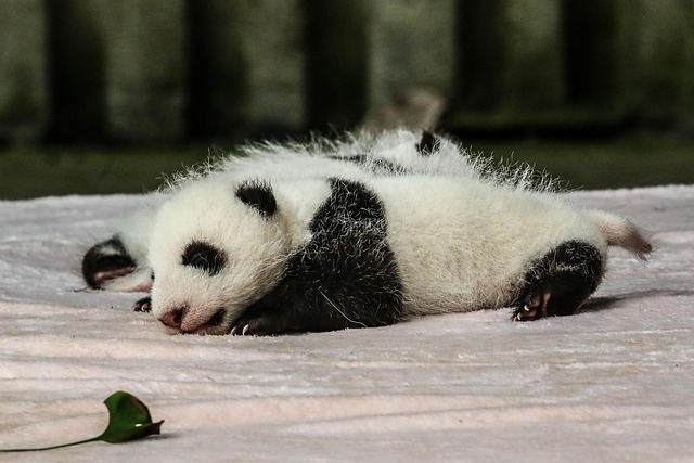 Pixabay