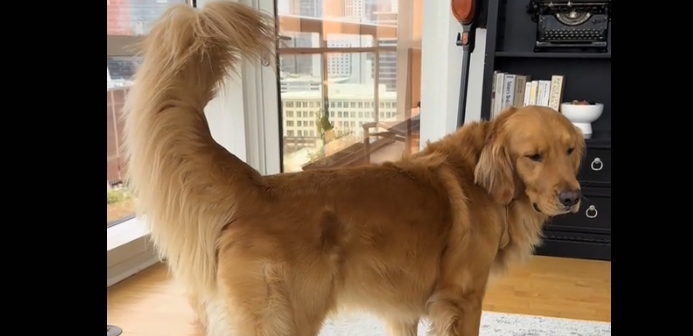 Vide: Golden retriever får sko på – og det er både sødt og hylende morsomt