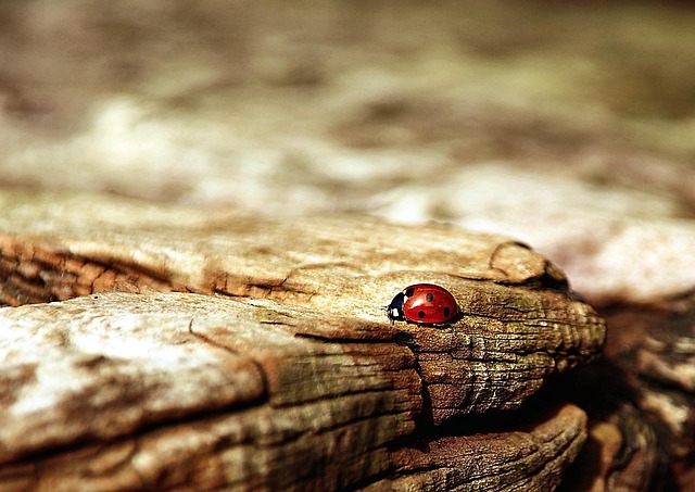 Pixabay