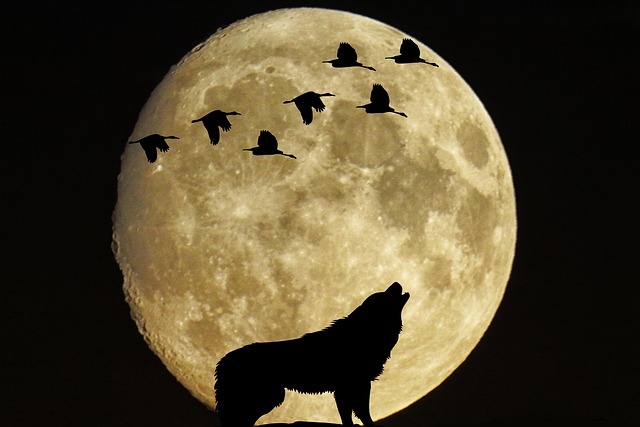Pixabay