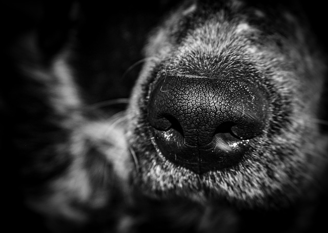 Pixabay